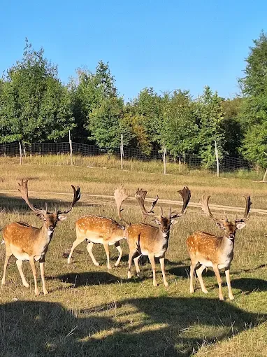 ZOO SAFARI OKRĄGŁE