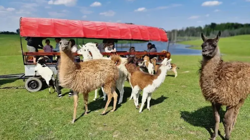 ZOO SAFARI OKRĄGŁE