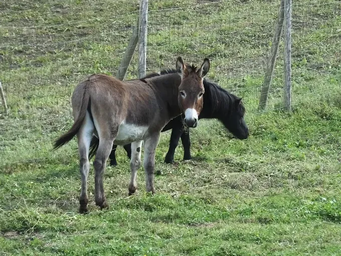 Agroturystyka Ostrów Kierwiński