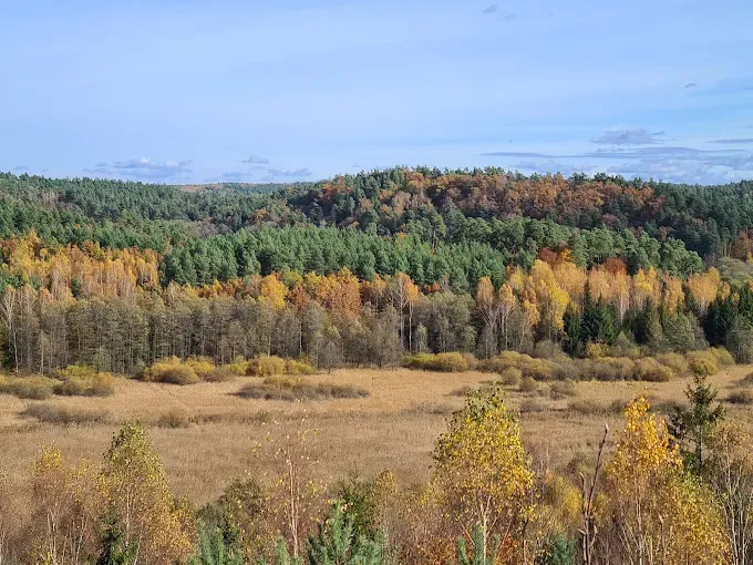Wieża widokowa nad Drwęcą