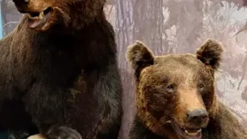 Muzeum Przyrody - Oddział Muzeum Warmii i Mazur