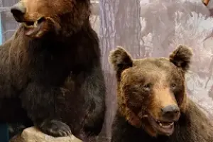 Muzeum Przyrody - Oddział Muzeum Warmii i Mazur