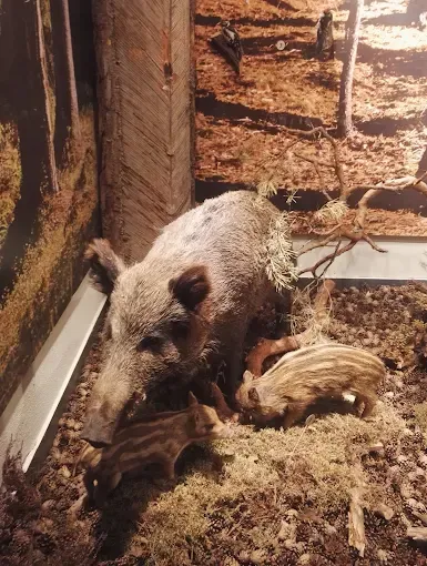 Muzeum Ziemi Piskiej