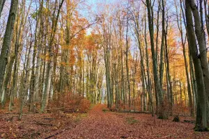 Rezerwat przyrody Dębowo