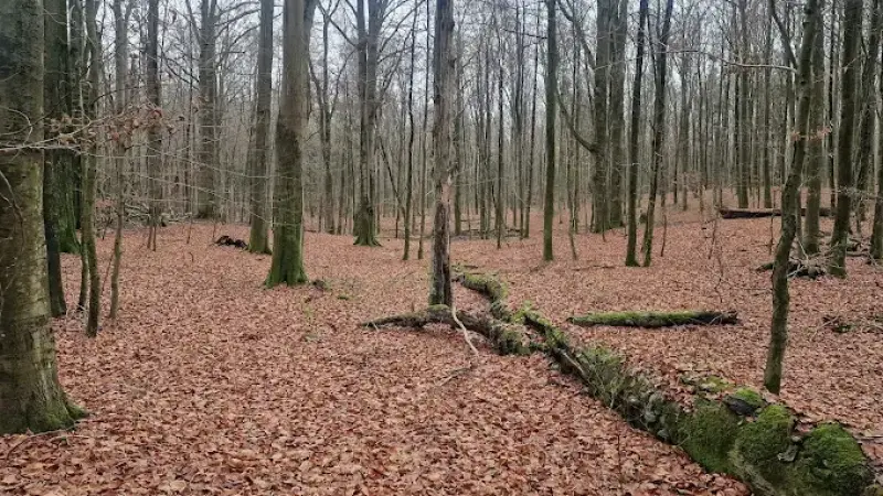 Rezerwat Przyrody Bukowy