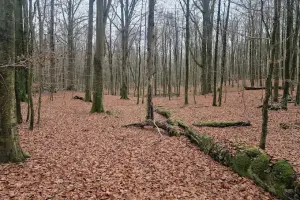 Rezerwat Przyrody Bukowy