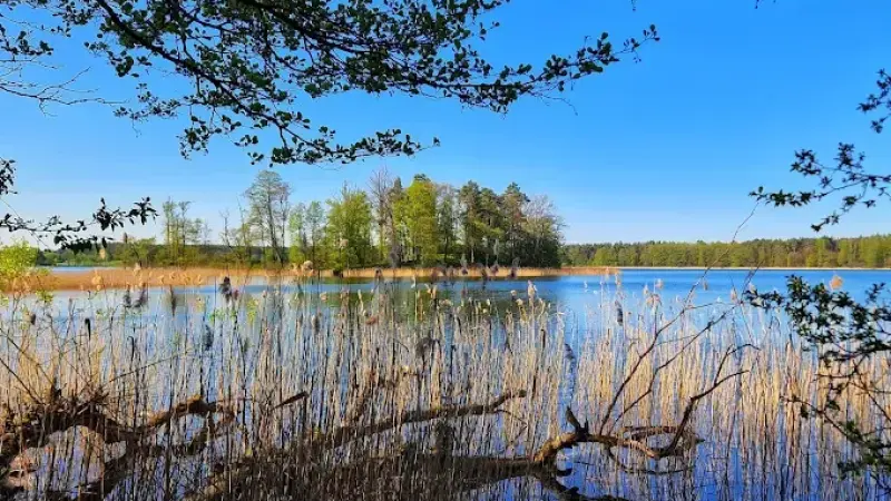 Królewska Sosna