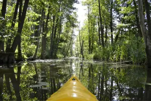 Zalesie Kajaki, spływy kajakowe