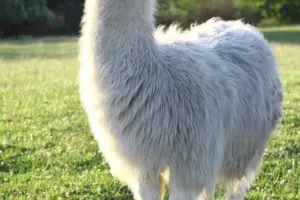 Okrągłe Resort SKI & ZOO