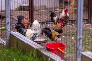 Zagroda Edukacyjna Pszczółka Nauka i zabawa w lesie