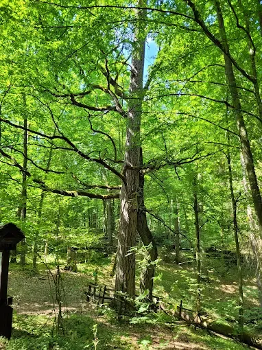 Pomnik przyrody Zakochana Para