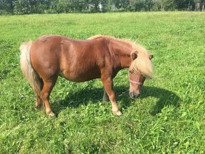 Stowarzyszenie Jeźdźieckie Skrawek Nieba