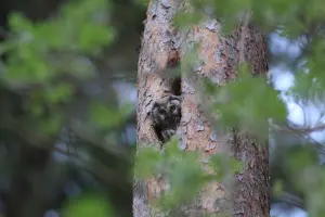 Park Krajobrazowy Puszczy Rominckiej