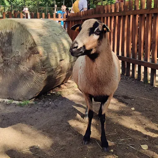 Farma Wuja Toma - Dyniolandia