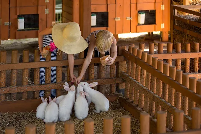 Farma Wuja Toma - Dyniolandia